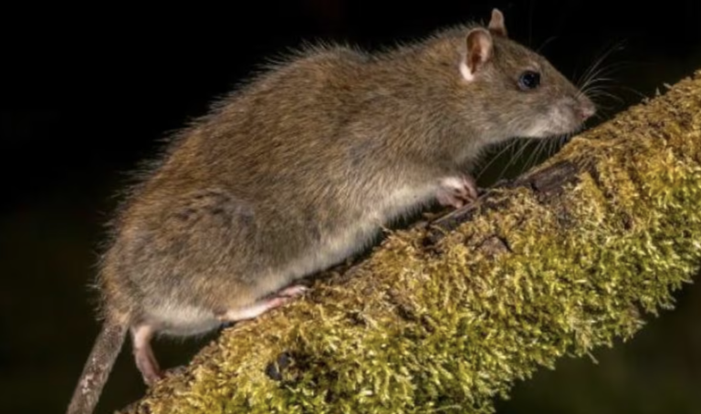 Alerta por el aumento de leptospirosis